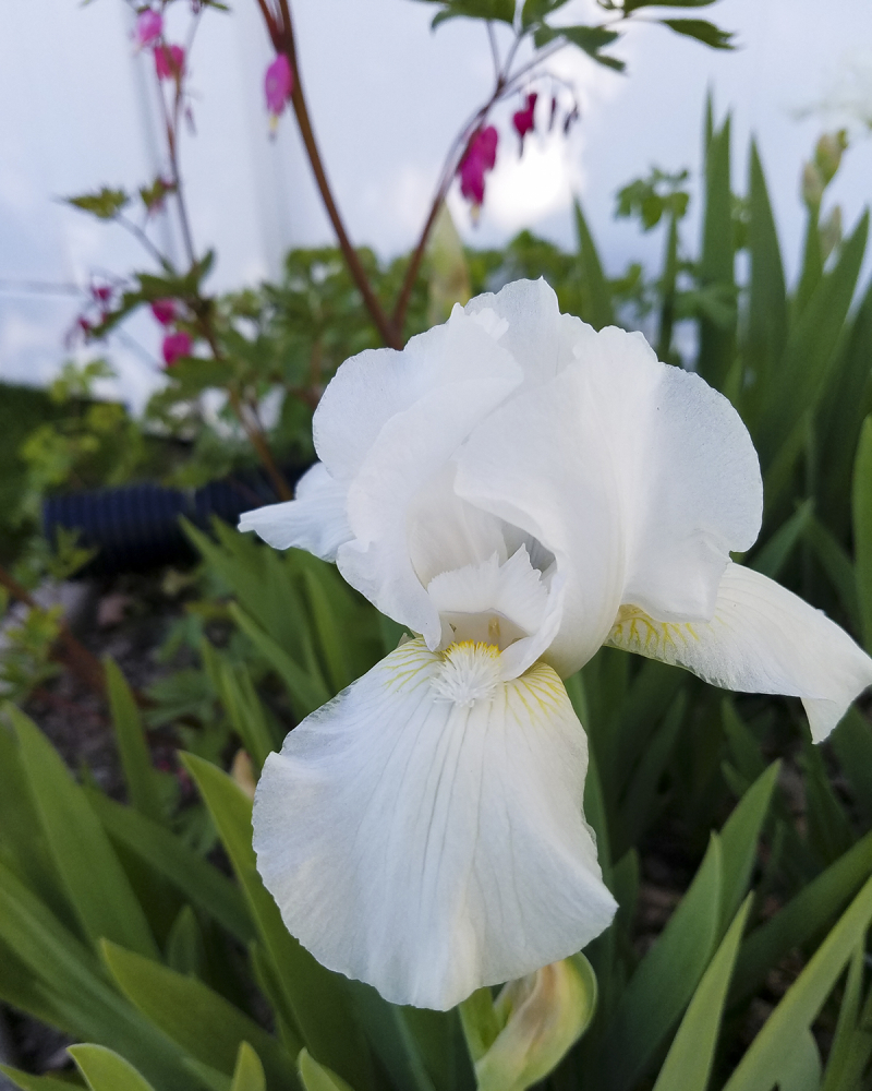 Iris and bleeding heart