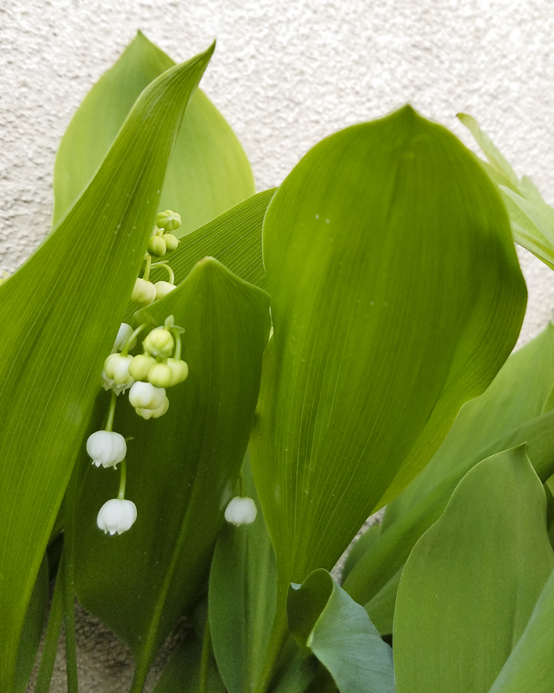 Lily of the valley