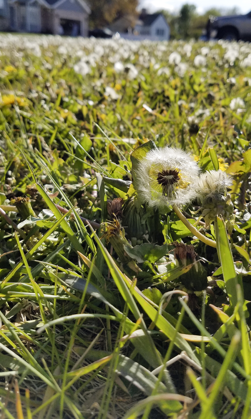 Dandelions