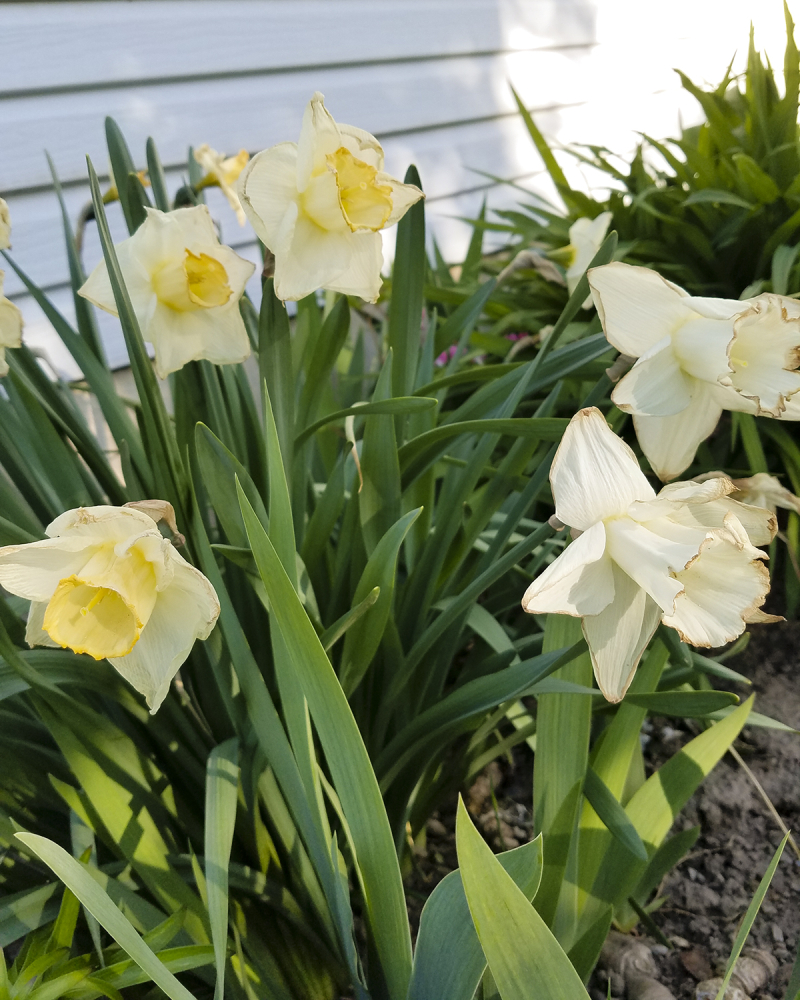 Daffodils