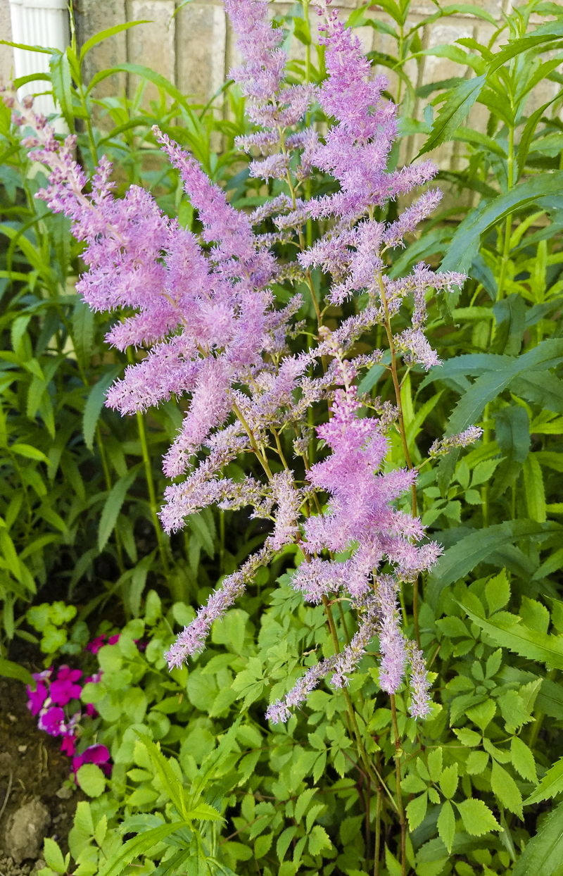 Astilbe