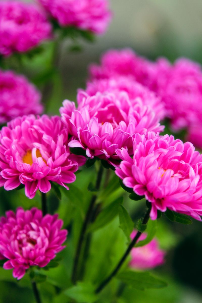 Pink daisies