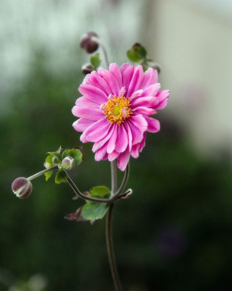 Pink daisies 2