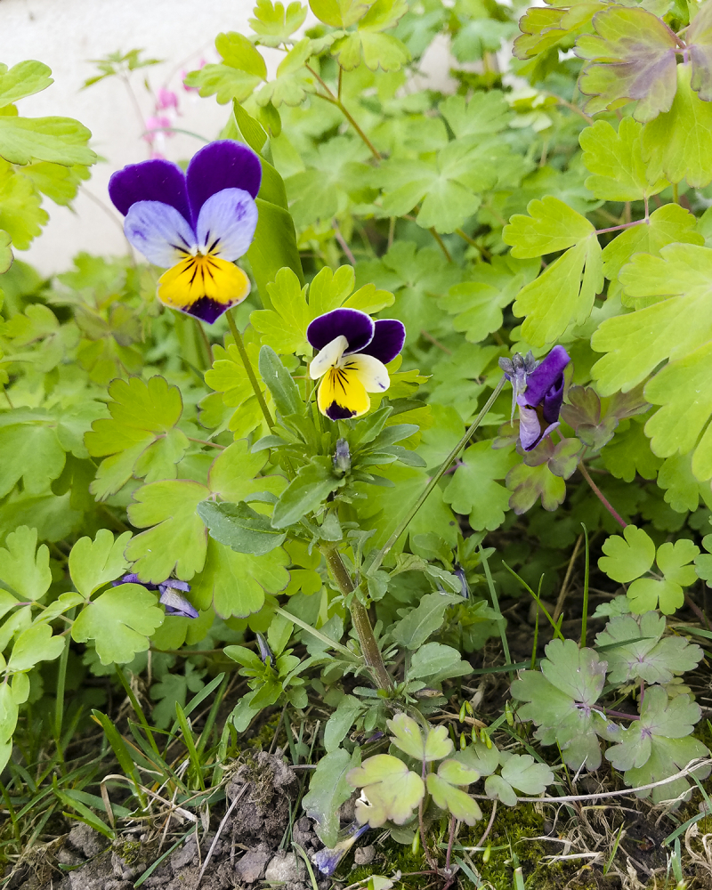 Purple pansies