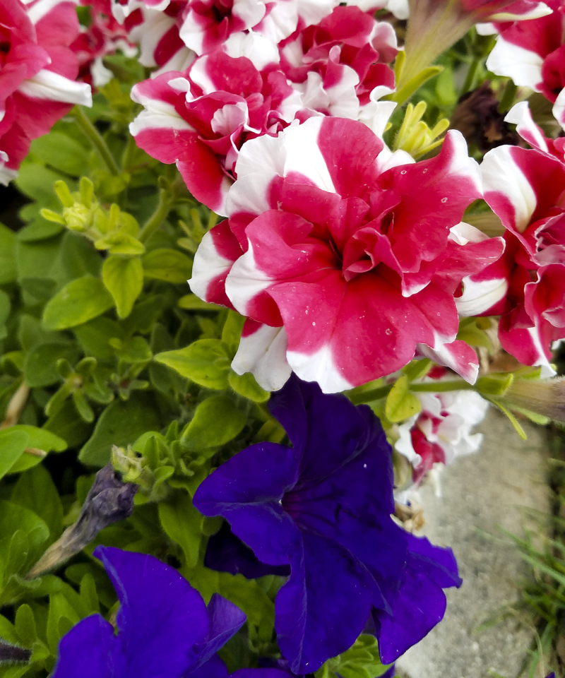 Petunias