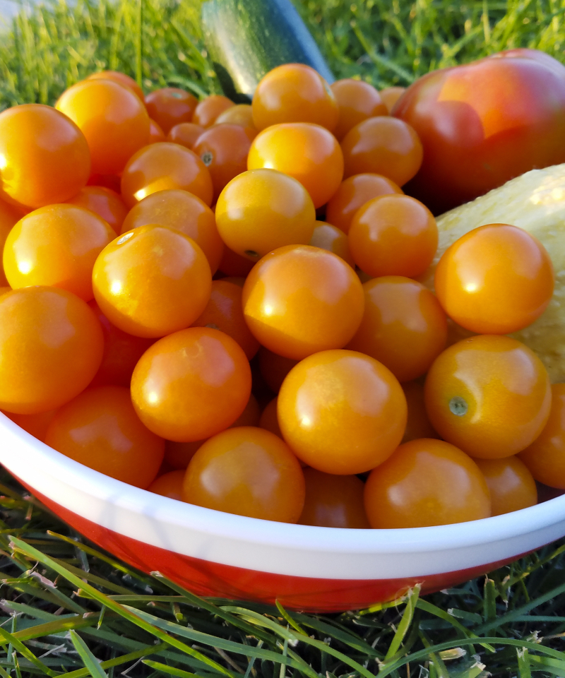 Orange cherry tomatoes