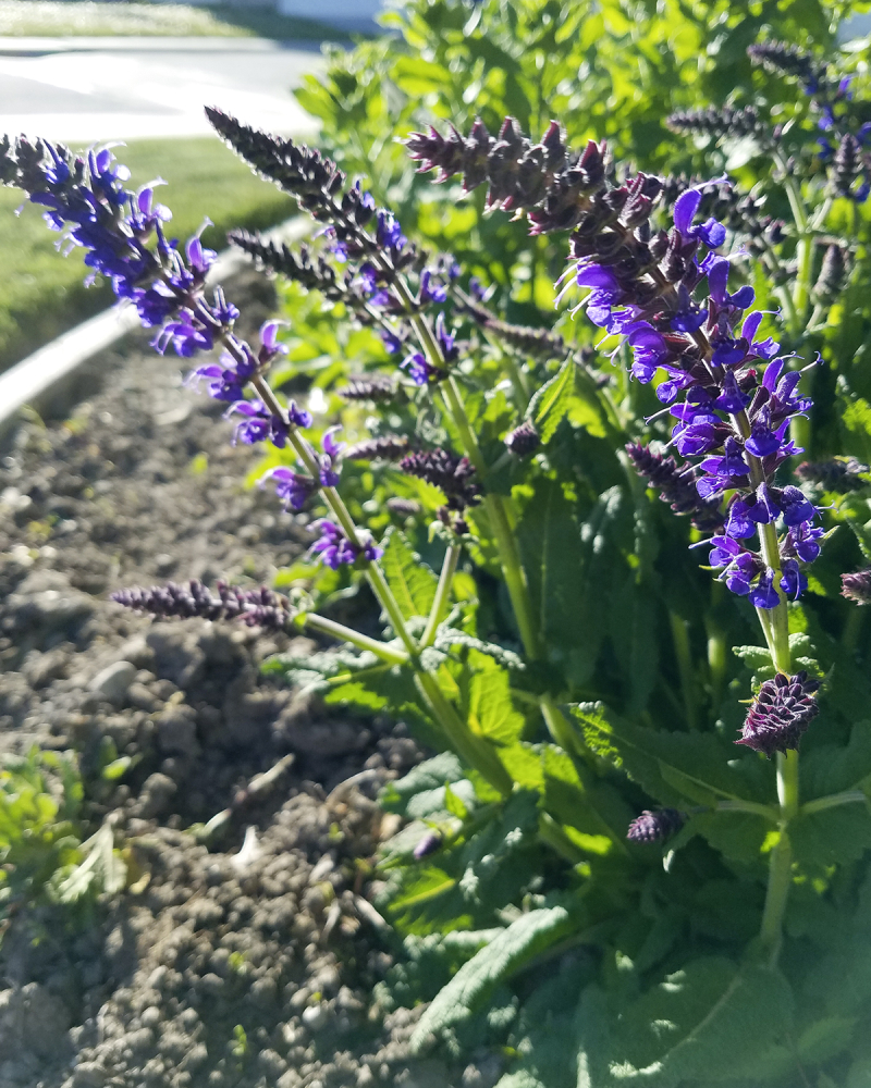 Purple flowers