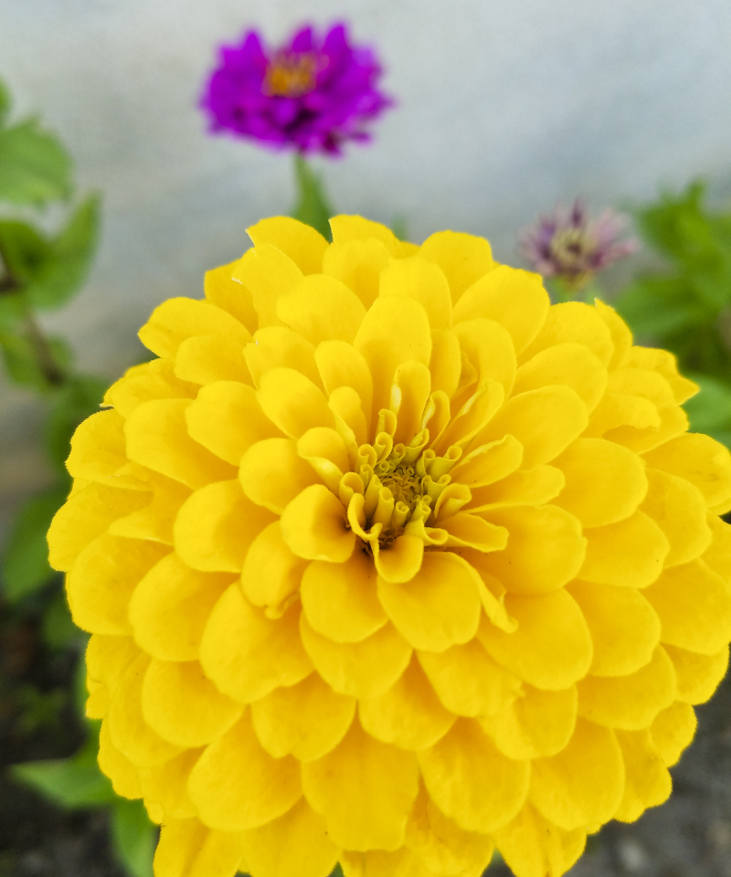 Yellow zinnia