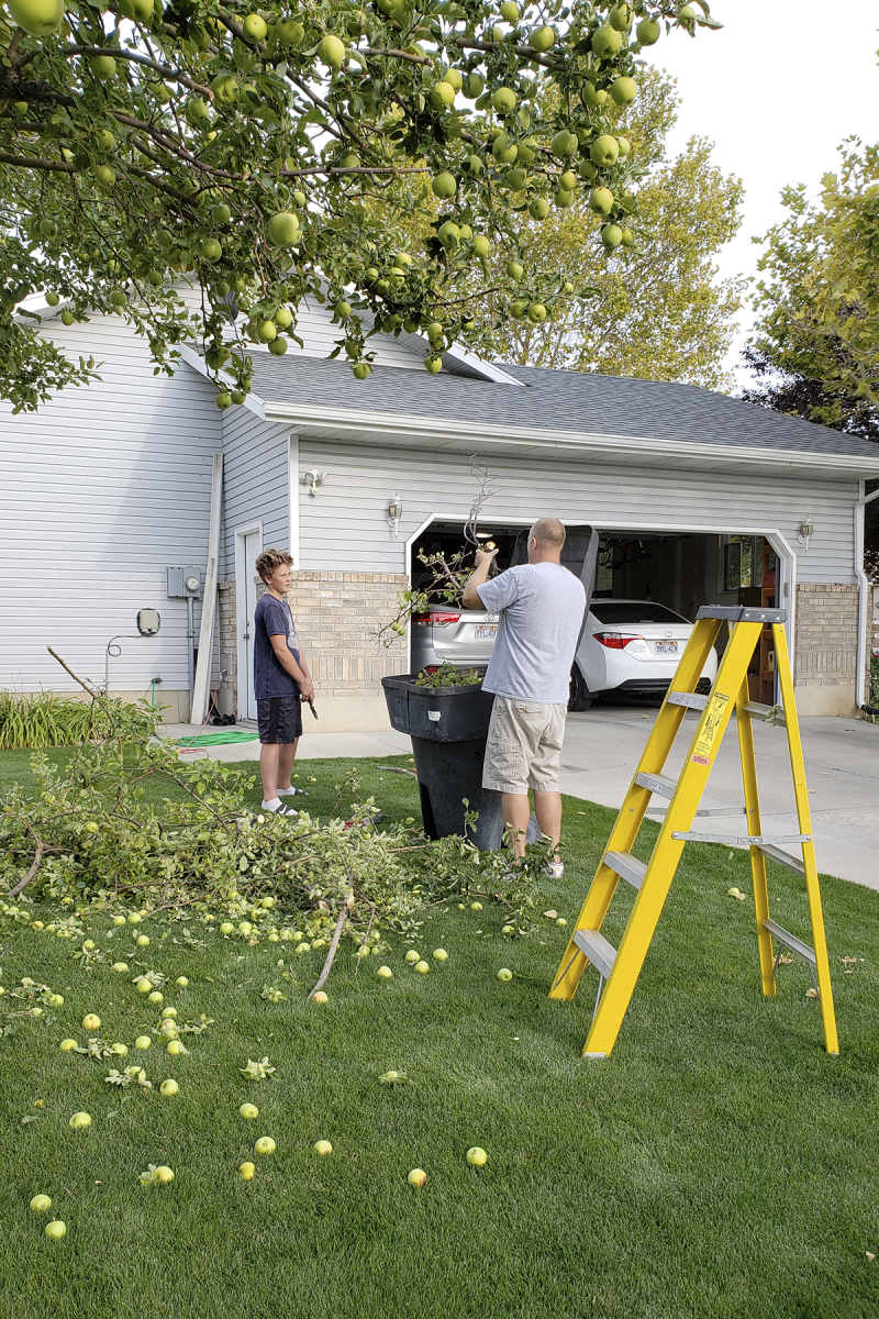 Pruning the tree