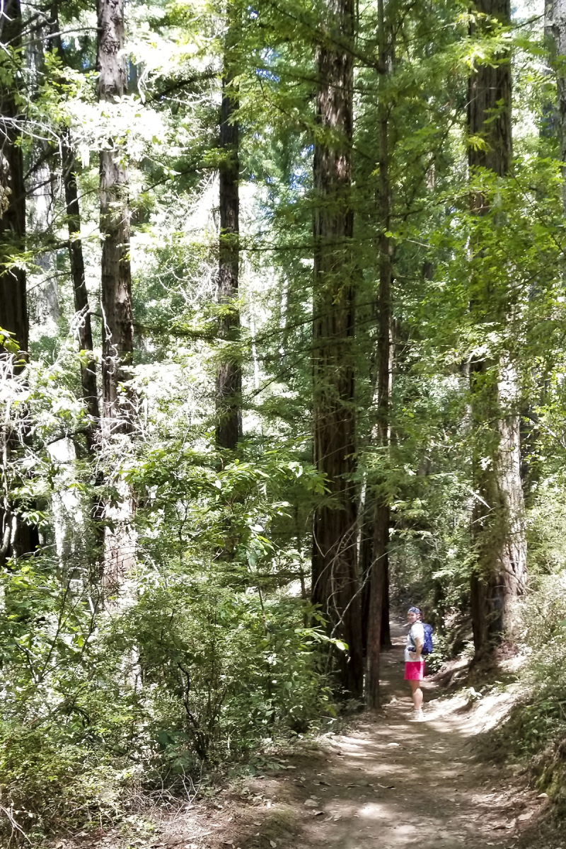 Big basin hike