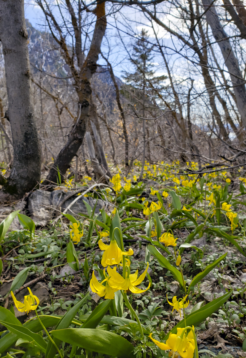 Yellow glacier lilies