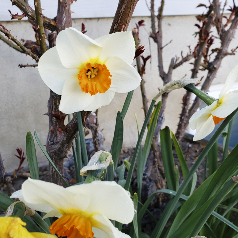 Daffodils 2019