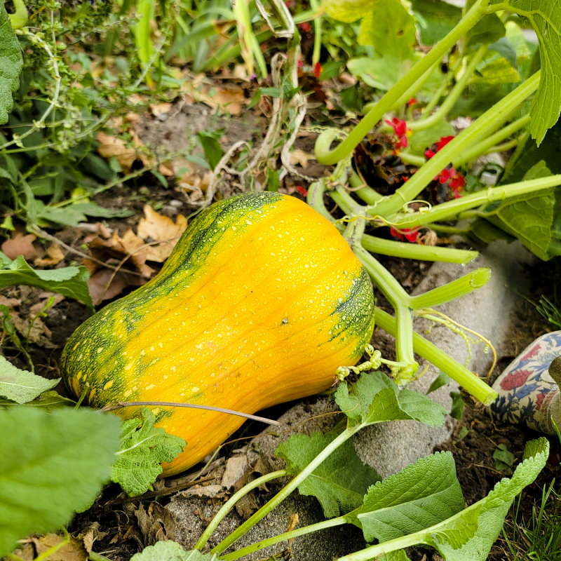 September 2021 pumpkin no1