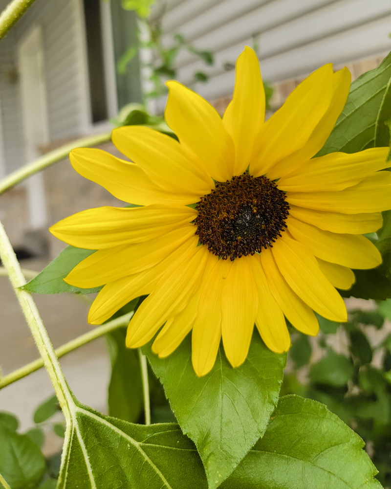 Sunflowers september 2021