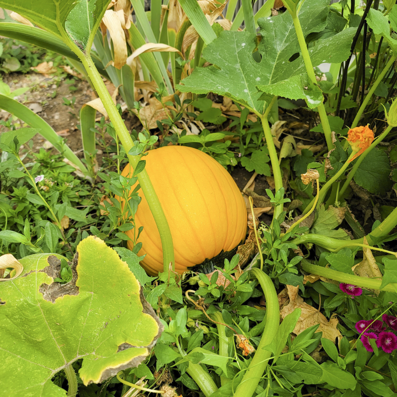 September 2021 pumpkin no2