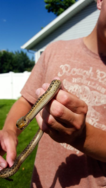  jake and snake crop